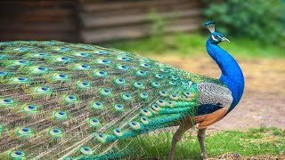 Beautifull Peafowl [upl. by Kcirddet]