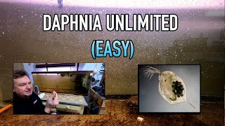 How I Raise Daphnia Water Fleas And You Can Too [upl. by Trace]