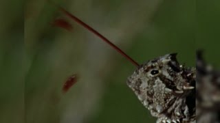 The Horned Lizards Bloody Defense [upl. by Banerjee217]