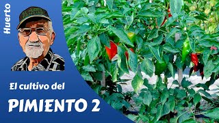 𝗣𝗜𝗠𝗜𝗘𝗡𝗧𝗢 como cultivar pimientos El cultivo completo 2ª parte [upl. by Ainer]