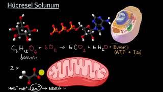 Hücresel Solunum Fen Bilgisi [upl. by Renny800]
