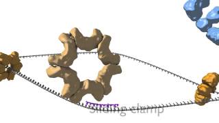 DNA Replication [upl. by Hasile]