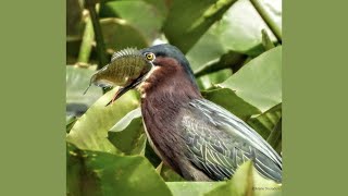 Species Spotlight Green Heron [upl. by Hillery]