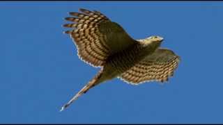 Sparrowhawk Bird Call Bird Song [upl. by Noj453]