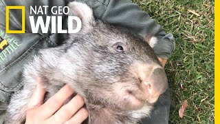 George the Wombat Begins New Life in the Wild  Nat Geo Wild [upl. by Rundgren552]