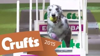 Flyball Team Final  Crufts 2015 [upl. by Emyle]