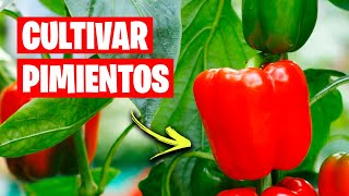 Como CULTIVAR PIMIENTOS con Éxito 🌶️ Consejos y Trucos  La Huerta de Ivan [upl. by Sheffie]