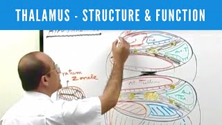 2Minute Neuroscience The Thalamus [upl. by Sherrod43]