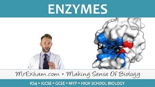 Enzymes  GCSE Biology 91 [upl. by Dis529]