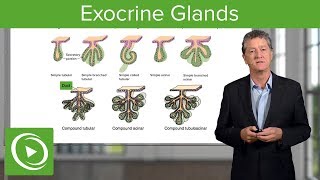 Exocrine Glands – Histology  Lecturio [upl. by Padget743]