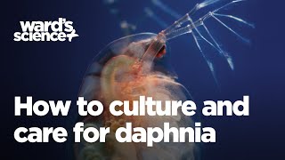 Caring and Culturing for Daphnia [upl. by Ob]