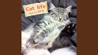 Cat life 2017 Ver [upl. by Stochmal610]