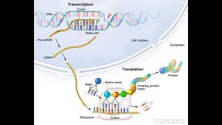 Life Sciences Protein Synthesis Grade 12 [upl. by Barnet]