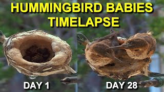 Allens Hummingbird Babies from Hatching to Fledging the Nest [upl. by Iniretake]