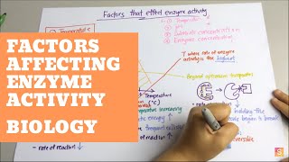 Biology Factors Affecting Enzyme Activity [upl. by Ritch]