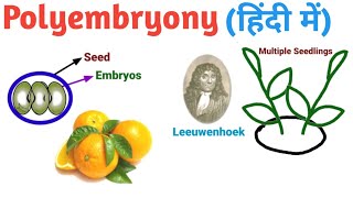 Polyembryony in Hindi हिंदी में  Pravin Bhosale [upl. by Hitchcock680]