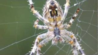 Spider Web Construction in Slow Motion [upl. by Ryder136]