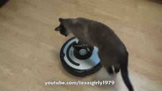 Cat shows HOW TO use iRobot Roomba Vacuum [upl. by Uot]