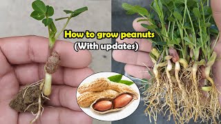 How to grow Peanuts  Complete Guide [upl. by Ynohtnacram]