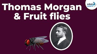 Genetics  Thomas Morgan amp Fruit flies  Lesson 10  Dont Memorise [upl. by Christensen926]