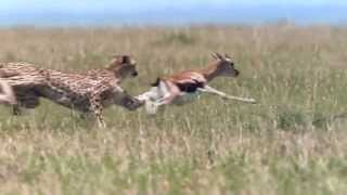 NEW A Cheetah Kill Antelope in Africa [upl. by Ymme]