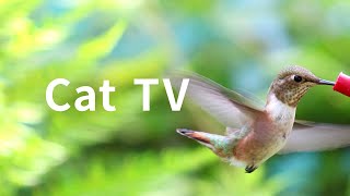 Cat TV 2020 5 Hours Hummingbirds Beautiful Birds for Cats to Watch Nature Sounds [upl. by Oicul]