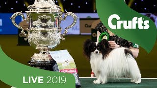 Crufts 2019 Day 4  Part 2 LIVE [upl. by Ayikur125]