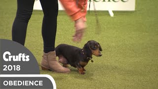 Obreedience  Mini Mayhem  Crufts 2018 [upl. by Donoho399]