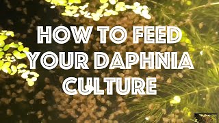 How To Feed Your Daphnia Culture [upl. by Tnarg54]