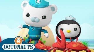 Octonauts  Shellfish Fiddler Crabs  Cartoons for Kids  Underwater Sea Education [upl. by Romito]