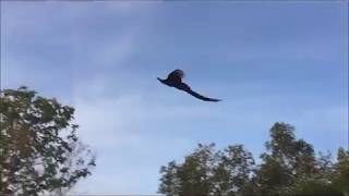 Flying Peacock Compilation [upl. by Yazbak749]