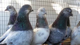 Tippler Pigeons for sale limited time [upl. by Leeban]