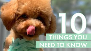 TOY POODLE PUPPY  10 Things you need to know before getting one [upl. by Painter]