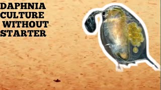 HOW TO CULTURE DAPHNIA NATURALLY WITHOUT A STARTER [upl. by Sander134]