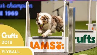 Flyball  Team Final  Crufts 2018 [upl. by Eerual125]