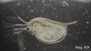 Daphnia magna under the Microscope [upl. by Vinn913]