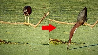 Green Heron Fishing What a Neck [upl. by Atterbury]