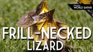 FrillNecked Lizards Wild Running Style [upl. by Rosa]