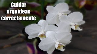 ¿Cómo se debe cuidar una Orquídea correctamente  Orquiplanet [upl. by Hewes1]