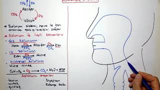 Solunum sistemi 1 [upl. by Nhguavaj]