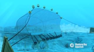 How Seafood is Caught Bottom Trawling [upl. by Akihsay]