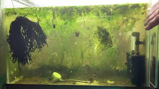 Scuds Daphnia Cherry Shrimp Copepods My aquatic food culture [upl. by Bloxberg]