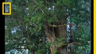 Redwoods The Tallest Trees  National Geographic [upl. by Theresa807]