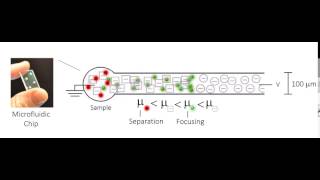 IsotachophoresisBased Surface Immunoassay [upl. by Dielle361]