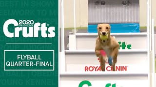 Flyball  Quarter Finals  Part one  Crufts 2020 [upl. by Reiss]