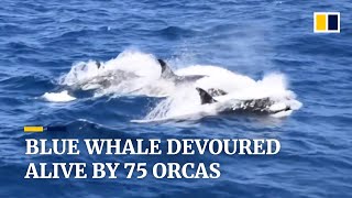 Blue whale devoured alive by 75 orcas off coast of Australia [upl. by Crosse848]