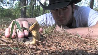 Eastern Hognose Snake [upl. by Icyaj]