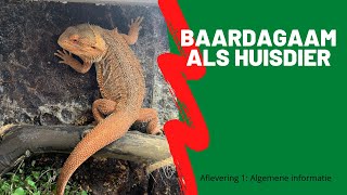 De BAARDAGAAM als huisdier  Aflevering 1  Algemene Informatie [upl. by Lessig]