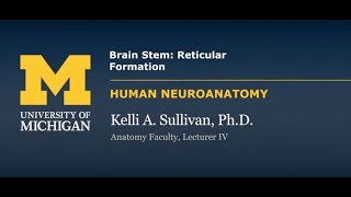 Nervous System Reticular Formation [upl. by Elimaj]