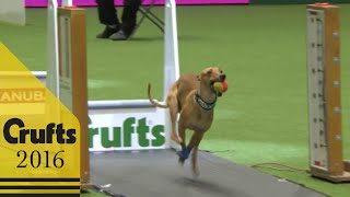 Flyball  Team Final  Crufts 2016 [upl. by Ayinat684]